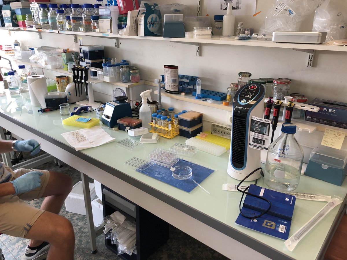 MateiBolborea's tweet photo. 37 f... degrees ... antigenic reactivation on the bench ! #immuno #labshit #devotedstudent https://t.co/lkAUFdwMvY