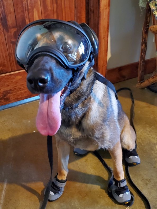 Sometimes Federal Wildlife K-9s have to wear the same personal protection equipment that their handlers wear. Goggles and shoes protect the K-9 in especially dangerous environments.#canines #LawEnforcement #USFWS
