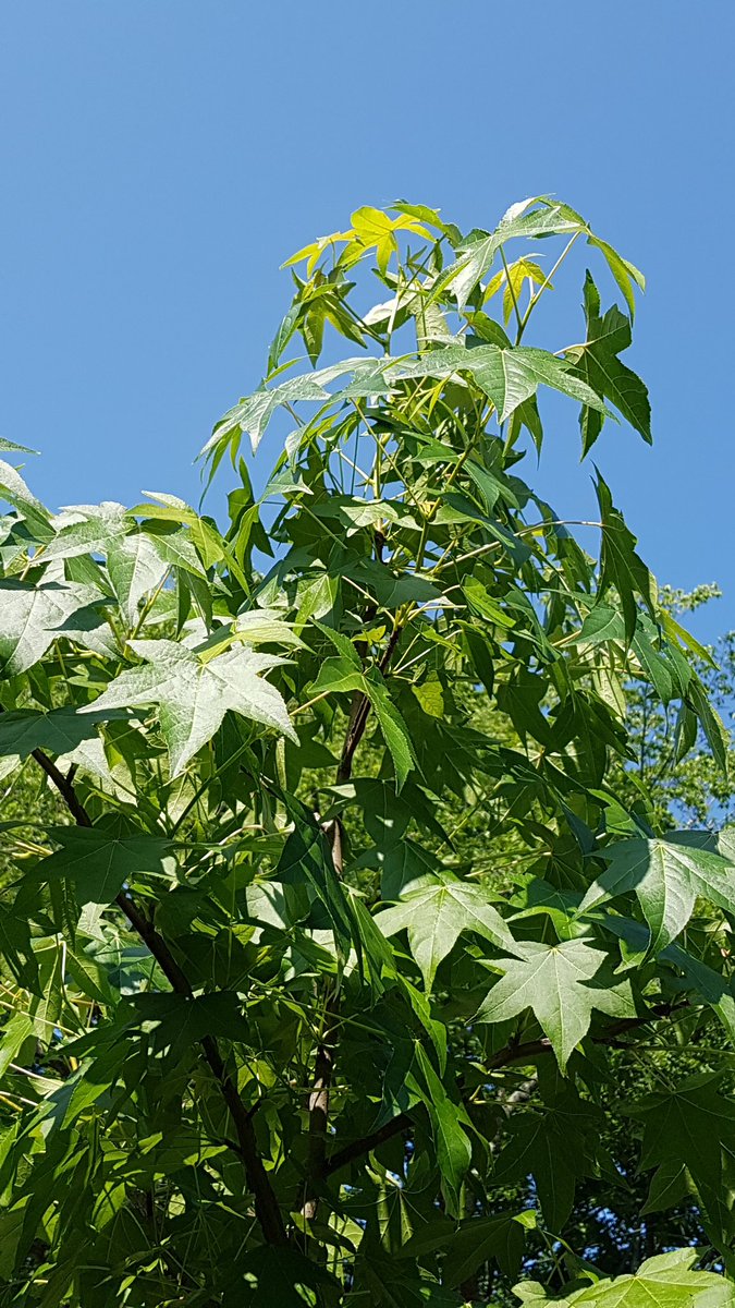 Third <a href="/arborday/">Arbor Day Foundation</a> seedling, sweetgum, also looking great. Lots of new growth &amp; clear central leader, typical of species. #NewtonMA #trees
