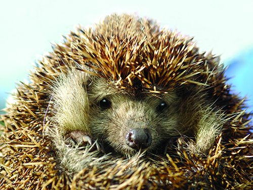 SWTlearningteam's tweet image. A chance for plenty of #hedgehog discovery on our course for adults and 11-16 yr olds - in half term (Oct 26th) at @SWTLackfordLake. Come &amp;amp; learn together &amp;amp; see #hedgehogs close-up. Find out how &amp;amp; book your place:  suffolkwildlifetrust.org/events/2019-10…
