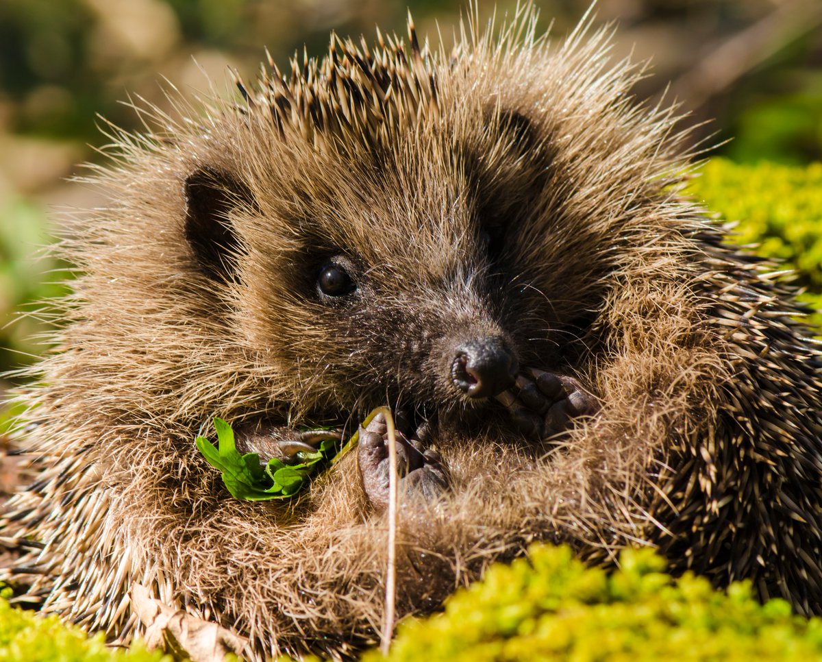 SWTlearningteam's tweet image. A chance for plenty of #hedgehog discovery on our course for adults and 11-16 yr olds - in half term (Oct 26th) at @SWTLackfordLake. Come &amp;amp; learn together &amp;amp; see #hedgehogs close-up. Find out how &amp;amp; book your place:  suffolkwildlifetrust.org/events/2019-10…