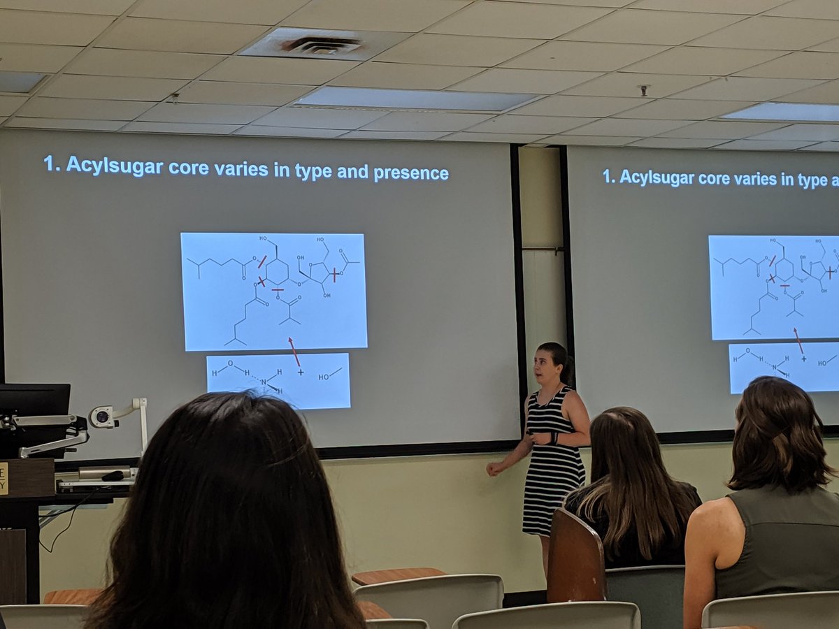 Last Lab (@lastlabmsu) on Twitter photo Sweet defenses! Nice job studying Nicotiana acylsugars this summer, <a href="/mackenziej31/">MacKenzie Jacobs</a> and mentor @Caschenck_Bio Sweet defenses! Nice job studying Nicotiana acylsugars this summer, <a href="/mackenziej31/">MacKenzie Jacobs</a> and mentor @Caschenck_Bio