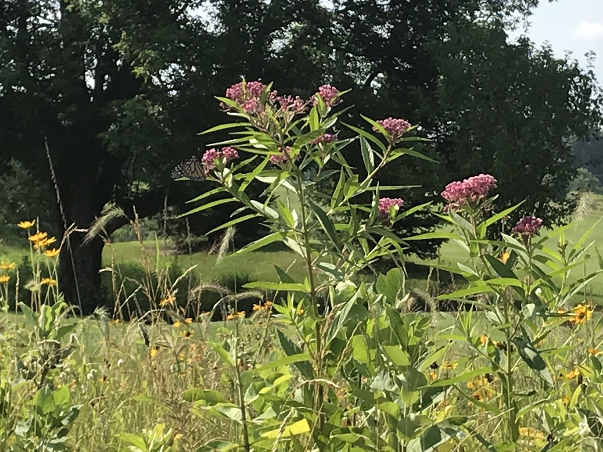 Butterflies are loving the Natural Areas here at The Ponds at Battle Creek.  <a href="/BattleCreekGC/">Ponds@BattleCreek</a> <a href="/RamseyCtyParks/">Ramsey County Parks</a> <a href="/RamseyCounty/">RamseyCounty</a> What a cool transformation from a couple years ago.  <a href="/AudubonIntl/">Audubon Int'l</a>
