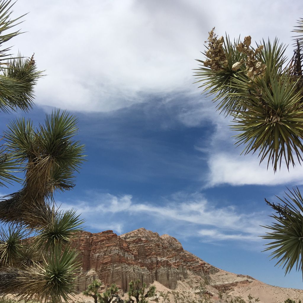Visit_Cal_City's tweet photo. Joshua trees, blue skies, and breathtaking landscapes. It’s a beautiful day here in a California City. #No_filter_needed. #FridayFun https://t.co/X0LoEX6Bwm