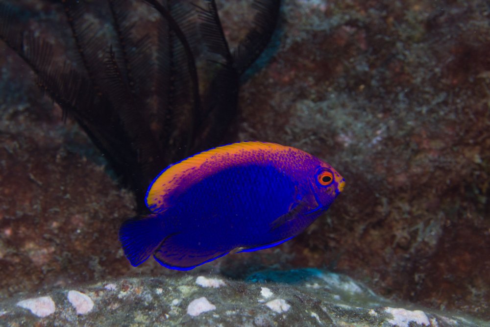 sthelenatourism's tweet photo. The Flameback angelfish is a St Helena treasure. Found only in St Helena waters. This endemic beauty is rare here, making it one of the rarest marine species in global terms.
Find out more about St Helena fauna: https://t.co/YrMFJnUhe6
#uniquesthelena https://t.co/5VsTyPx0Rf