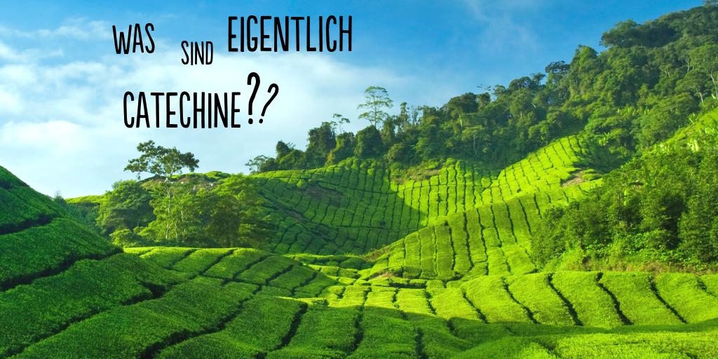 5CUPS_de's tweet photo. Catechine sind Pflanzenstoffe und unter anderem in der Teepflanze enthalten. 🌿 Je nach Klima, Anbau und weiteren Faktoren schwankt die Menge. Sie sorgen für die bitteren Geschmacksnuancen, die Deinen Tee so unwiderstehlich machen. 😋💚
#5cupsandsomeleaves https://t.co/lbQmOpCQCM