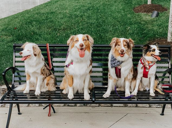 capitolviewtn's tweet photo. One of the cutest things we have seen this week..... 😍
-- check out @music.city.merles for your puppy fix --
#capitolview #liveyourpointofview #nashville #petfriendly https://t.co/DigpZ6ewLW