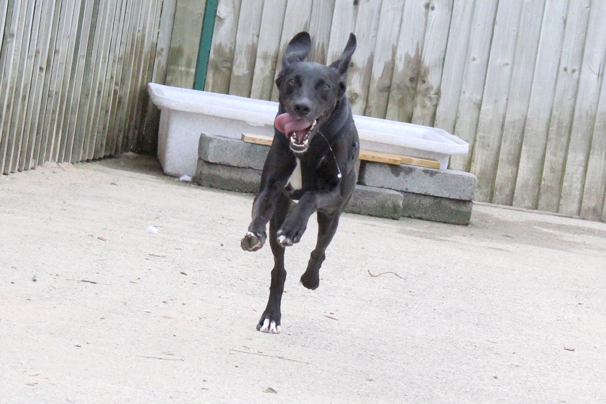 DT_Leeds's tweet photo. πRunning into the weekend like Ryder!π
πΆπ https://t.co/2CDYJcXQecππΆ
#rescuedog #leeds #lurcher #labrador #crossbreed #running #runningintotheweekendlike #fridayfeeling #friyey #fridayvibes #weekendvibes #outofofficeon #ineedahome #rehome @DogsTrust https://t.co/17WTJ2I0pr