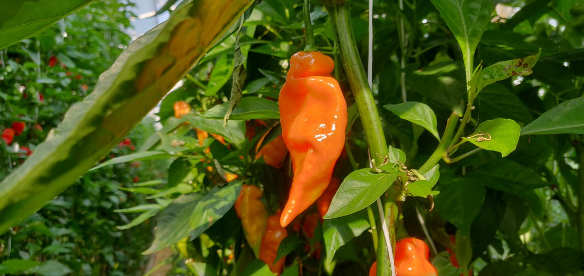 WestlandPeppers's tweet photo. Ze zijn er weer de zoete habanero,, #habanada je hoeft er niet voor naar een Amerikaanse farmers market,, ze groeien gewoon in het Westland,, https://t.co/HBNLu6Mspe
