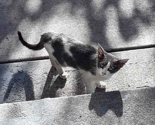 Animation_Press's tweet image. Stray Kitten Wanders the Neigborhood Alone Until She Finds Someone That Cares A stray kitten was seen wandering around a neighborhood, she was looking for food and shelter but no one wanted to take her in... CLICK to watch &amp;gt; bit.ly/2UbGGos?utm_ca…