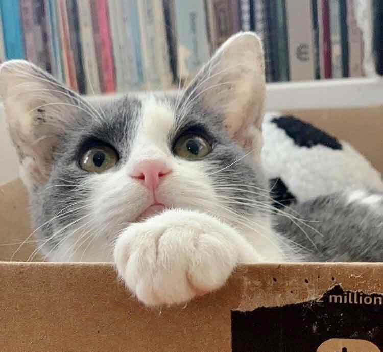 Animation_Press's tweet image. Stray Kitten Wanders the Neigborhood Alone Until She Finds Someone That Cares A stray kitten was seen wandering around a neighborhood, she was looking for food and shelter but no one wanted to take her in... CLICK to watch &amp;gt; bit.ly/2UbGGos?utm_ca…