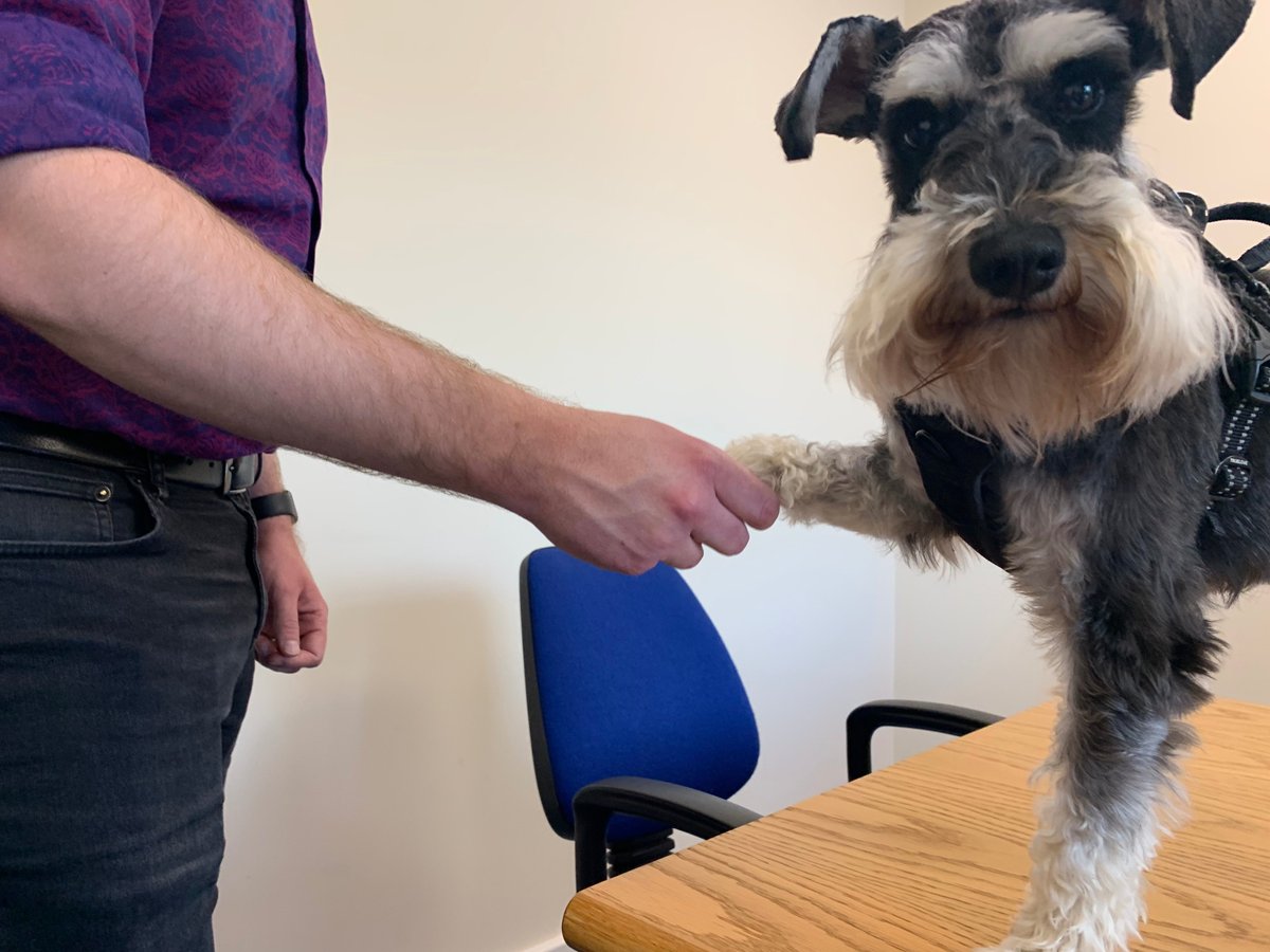 Happy Friday and Happy #nationaldogphotographyday from our furry friend, Mr. P! He's had a hard day of signing contracts... but all in a days work! 🤝🐶
