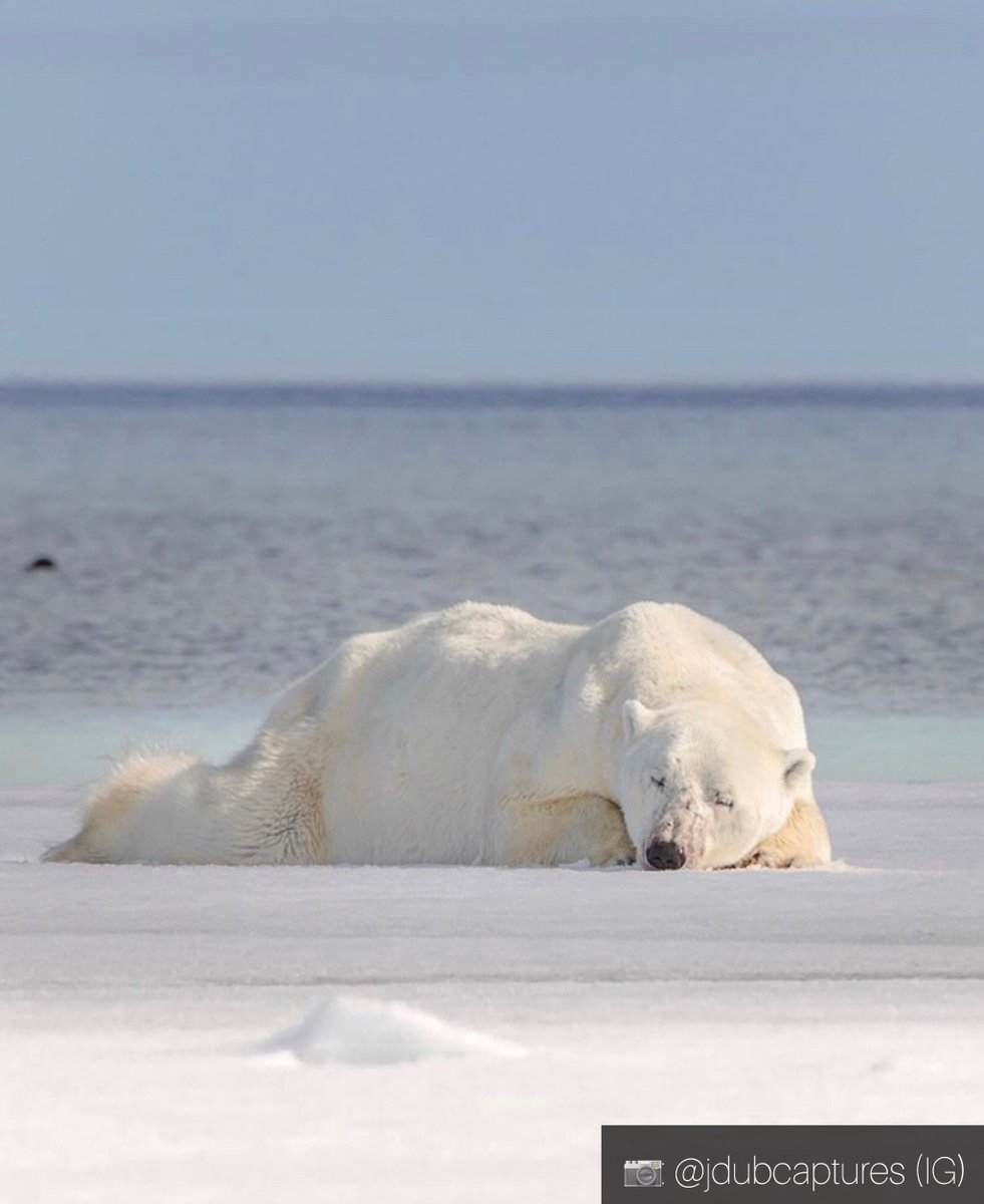 cdntourism's tweet photo. #WeTheNorth… literally. Nothing compares to 🇨🇦’s territories. Check out these iconic photos we received on Instagram featuring the True North, strong and free. https://t.co/MHwucwrLEX #ImageofCanada https://t.co/1FwFsfDZ2B