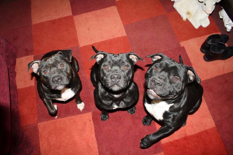 michellethelamb's tweet image. #Win #Winner #FlexClean #Competition #RugDoctorUK #CarpetCleaning They may look cute but having 12 muddy paws between them im in need :D xx