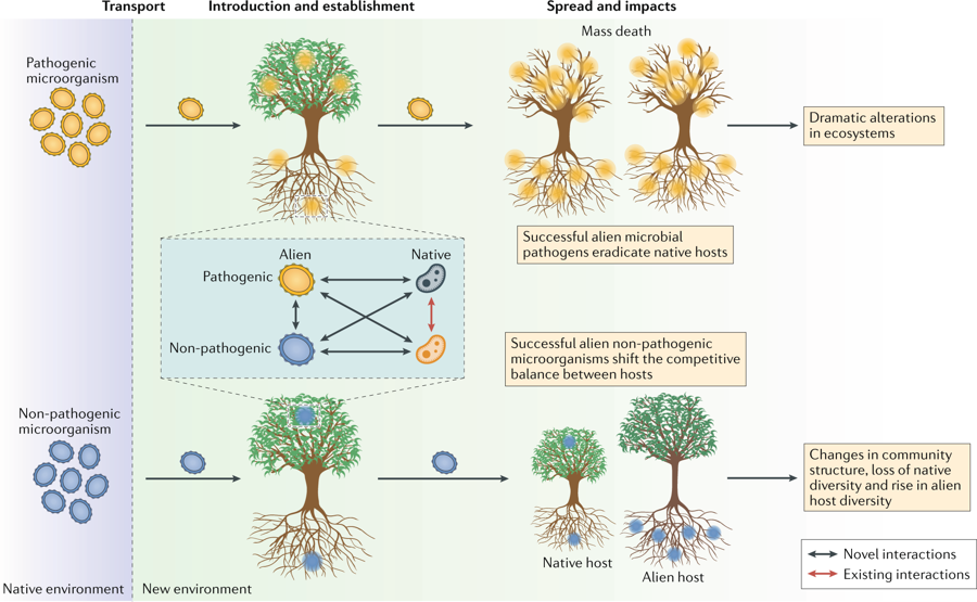 NatureRevMicro's tweet photo. Microbial invasions in terrestrial ecosystems

https://t.co/nnYoYRwT5y

Invasive alien plants and animals cause disease and disrupt communities. In this Review, Thakur &amp;co discuss examples and impacts of microorganisms that have been introduced in new regions by human activities. https://t.co/4RTDYw1hQi