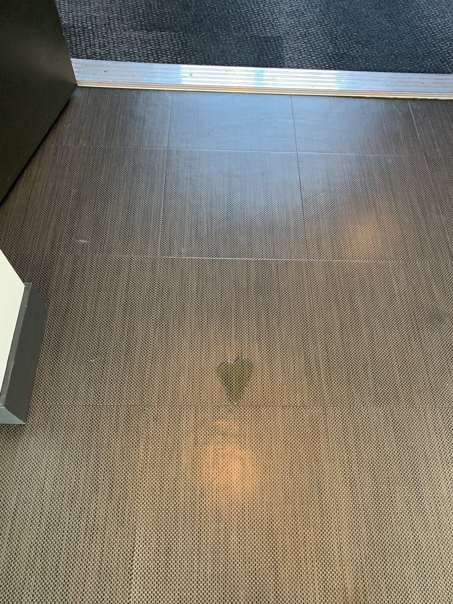 Dog piss near elevator