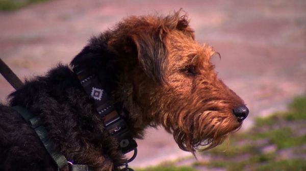 Tips to keep your dog safe in hot temperatures abc4.com/news/local-new…