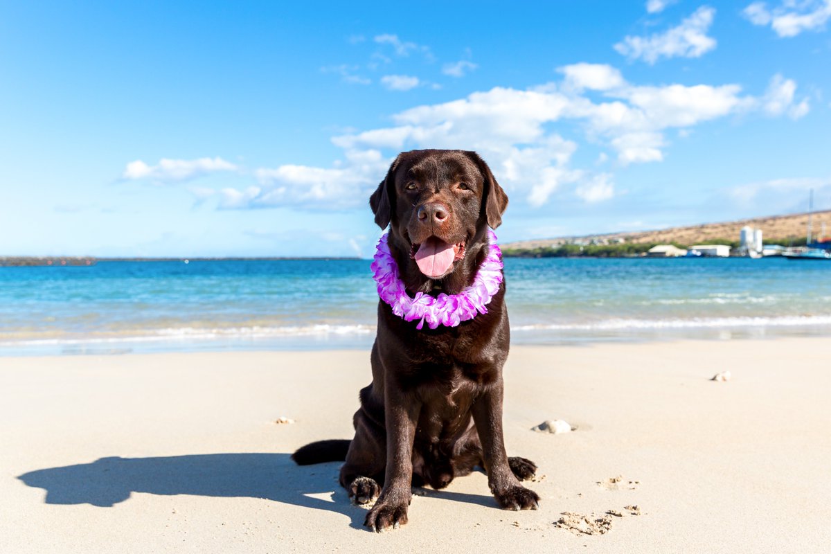 It's #nationaldogphotographyday and we'd like to share one of our favorite photos of our #labradorretriever boy, Kimo. #dogsofhawaii