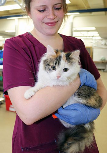 Kristine McMahon DVMx’22 holds a kitten awaiting her spay.