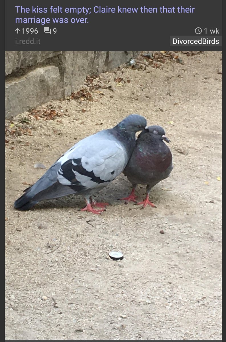 ThaumPenguin's tweet image. There's a subreddit called "DivorcedBirds" and it's about exactly what you'd think