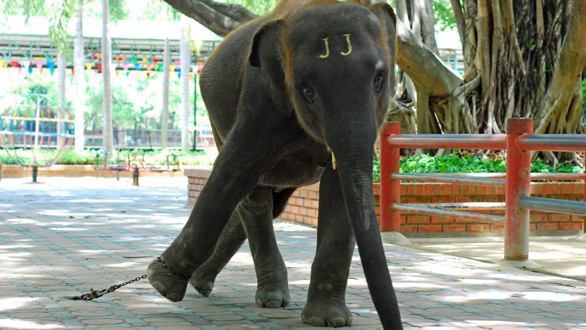 MoveTheWorldCA's tweet image. We can do better for animals. Every animal deserves a life worth living. If you agree, follow us at @MoveTheWorldCA to learn how you can help animals.