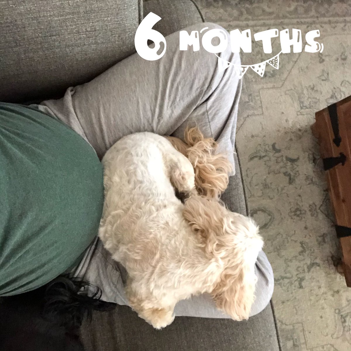 KateWallace1313's tweet photo. Boo is getting excited to share my lap! π Third trimester here we come! #pregnantpastor #boothedog #furbaby https://t.co/iMYLSjCegF