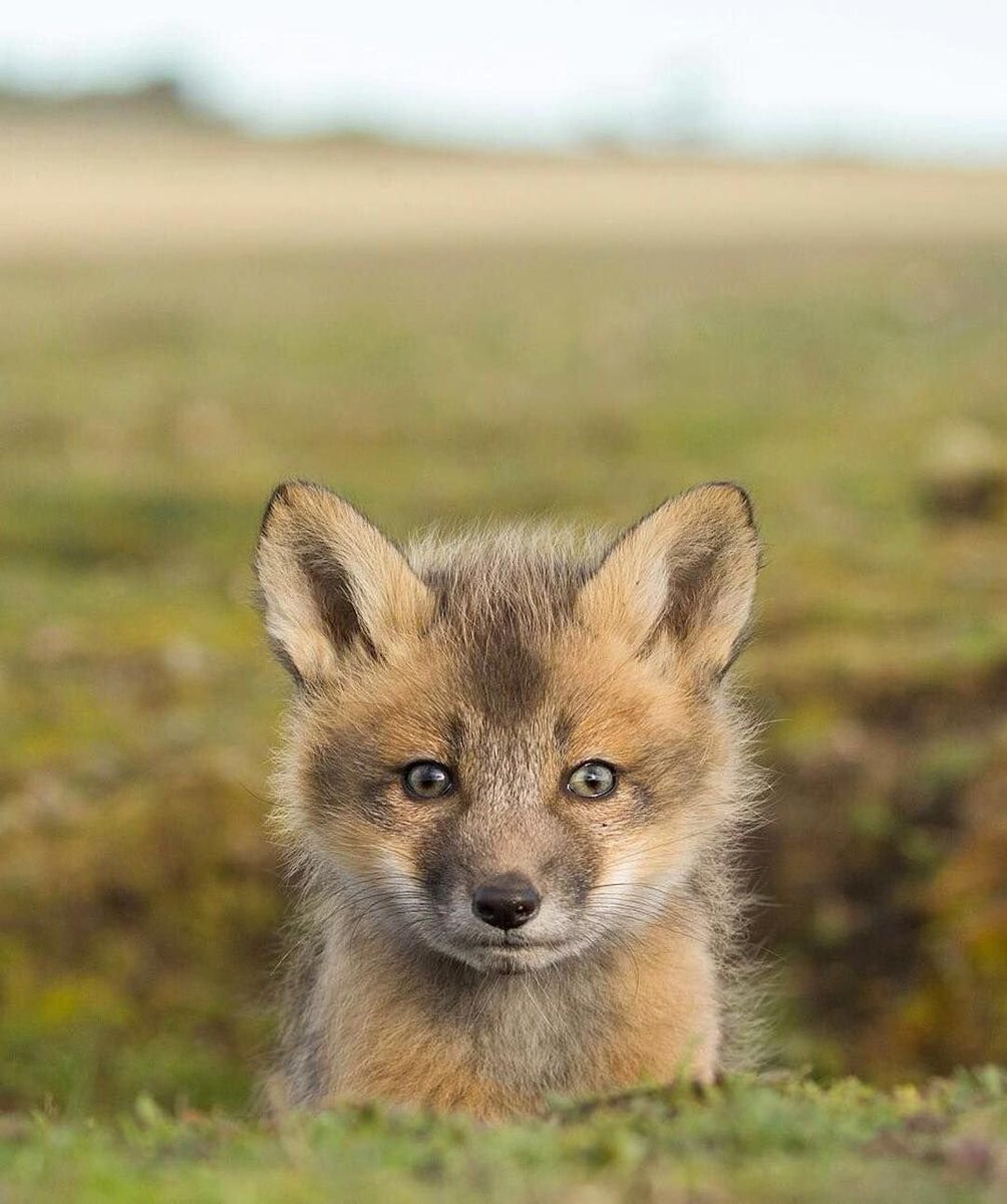 Wild Earth tweet media