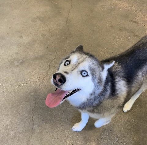 CBWTroy's tweet photo. What a dog gone good day to be a camper! 🐾❤️ #CampBowWowTroy #CampBowWow https://t.co/o8lJyd1vpG