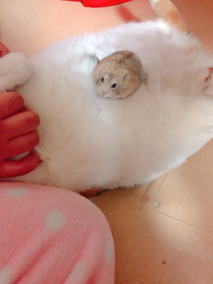 09Soju12's tweet photo. 🐹RT🐹 햄스터 미모대회❗❗❓❗❓❗❓
.
.
는 무슨 햄주님들의 자식 자랑이나 들어봅시다❕❕
타래로 애들 미모 보여주세요 https://t.co/BjlflQg0jA