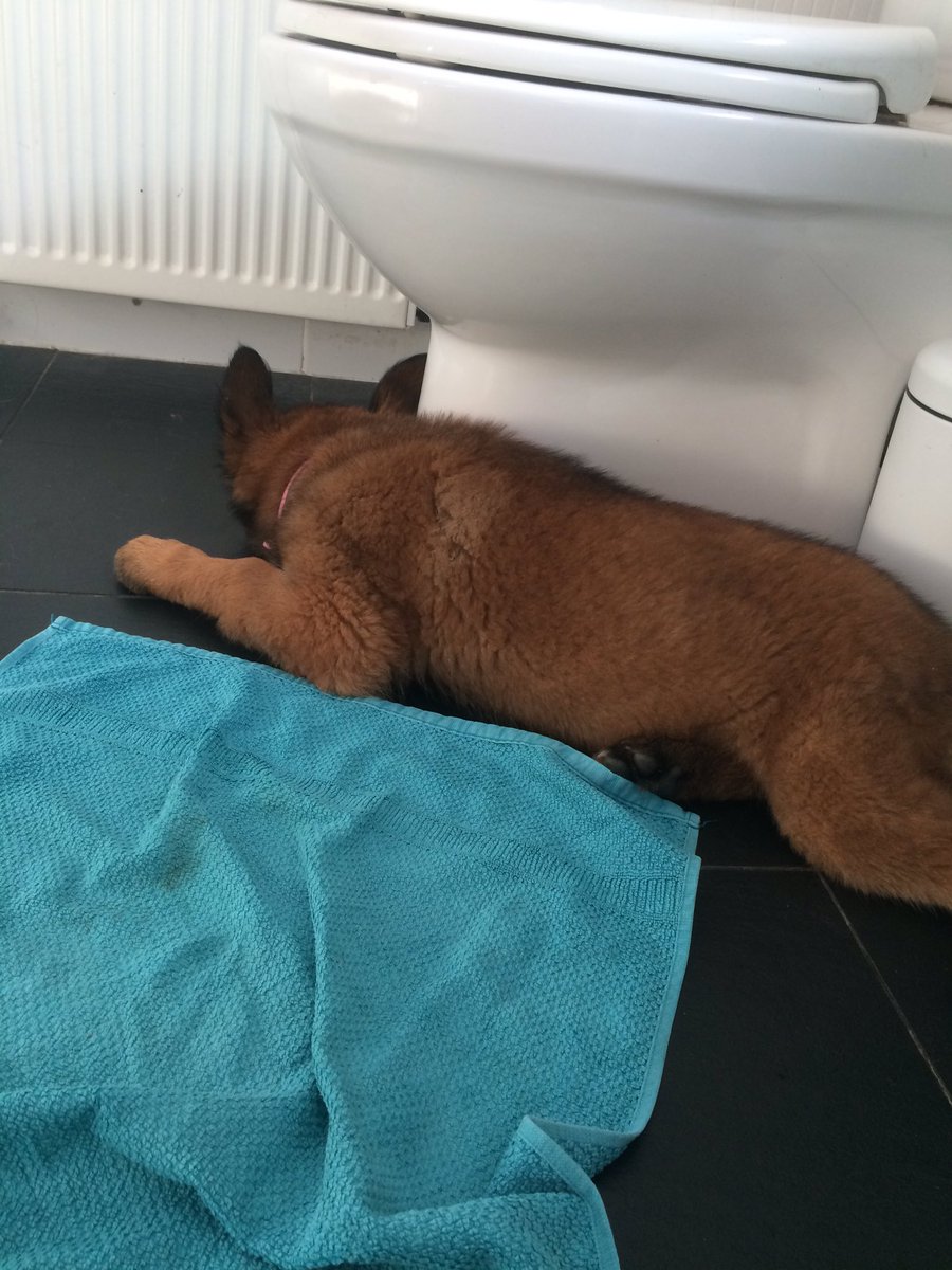 NicNic711's tweet photo. Mums in the bath again, Iโd better keep guard here, oh wait, here is better! #BBHunter #Metpolpup #GSDxMali #elevenweeksoldtoday https://t.co/tAJ1RLJPqe