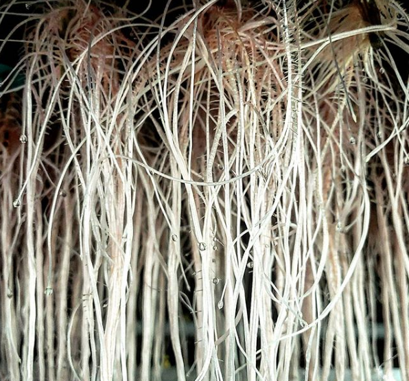 PermaClone's tweet photo. Posted by @cassidy_lucyna on Instagram
Root Forest.
-
-
-
-
-
#rootporn #cannabiscommunity #womengrow #girlswhogrow #cannabissociety #propagationstation #mmj #azmmj #weedstagram #cleanmeds #cannabisculture #permaclone #aeroponics https://t.co/cHc0e0piDX