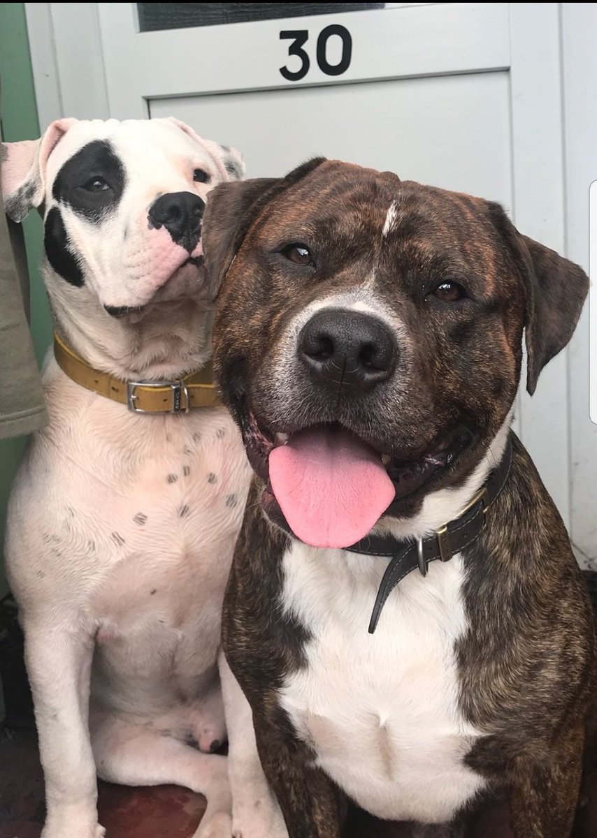 ReeceJr_W's tweet photo. Ellie x Troy x Tinie x Rocky
#nationaldogphotographyday https://t.co/gqFm6I6VTu