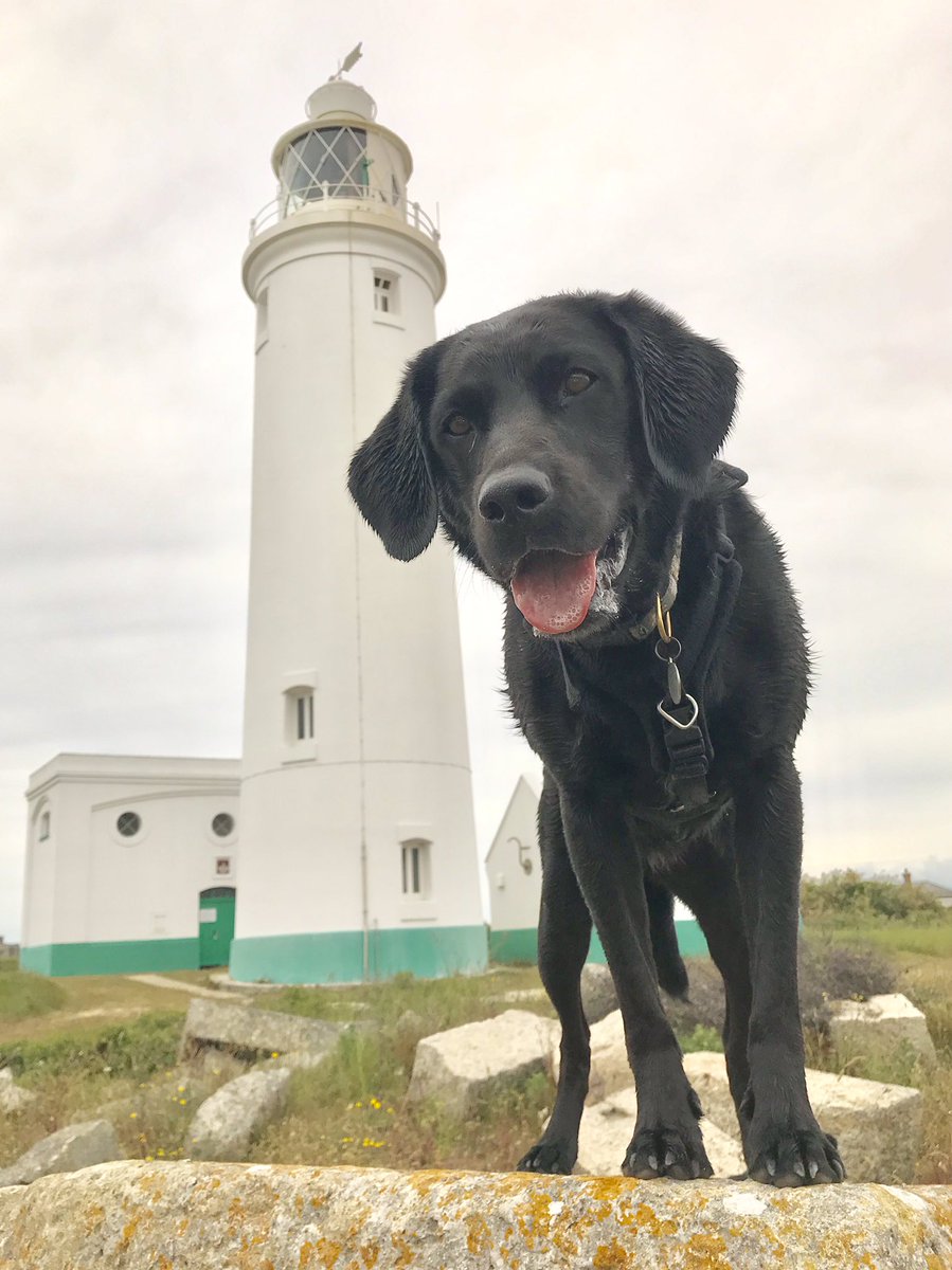 Daisy at Hurst Castle <a href="/TheHurstCastle/">Hurst Castle</a> <a href="/LymKeyRanger/">Lymington-Keyhaven Nature Reserve</a> #hampshire  #nationaldogphotographyday
