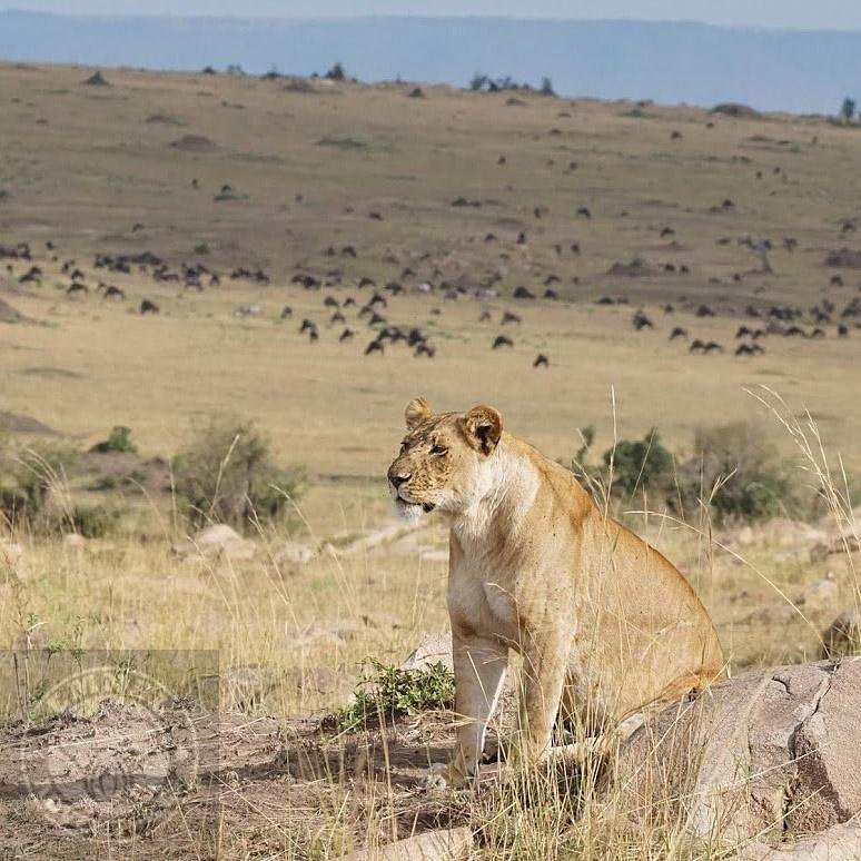 #serengetinationalpark #themigrationseason #lionsofafrica #adventure #emneladventures #travel #wildlife #photography #tanzaniasafari #serengeti