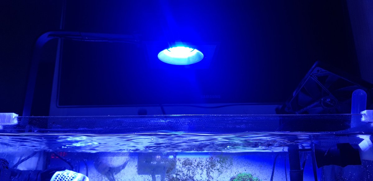 stutaylortweets's tweet image. First customer at my local fish store to get my hands on the redsea reefled 50! Love this light! #redsea #reefled #reeftank