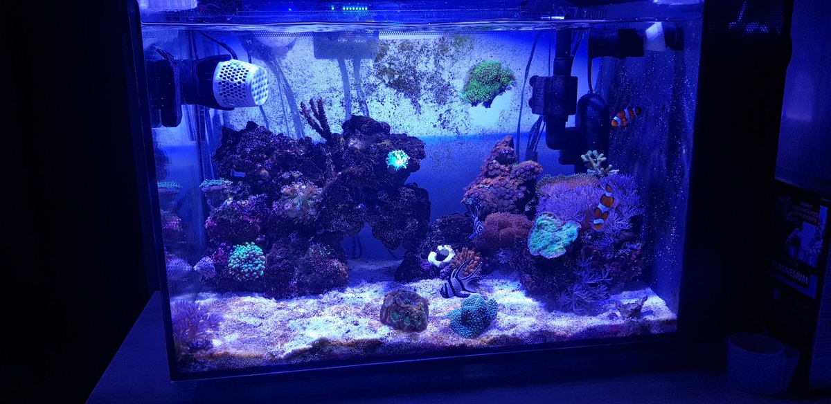stutaylortweets's tweet image. First customer at my local fish store to get my hands on the redsea reefled 50! Love this light! #redsea #reefled #reeftank