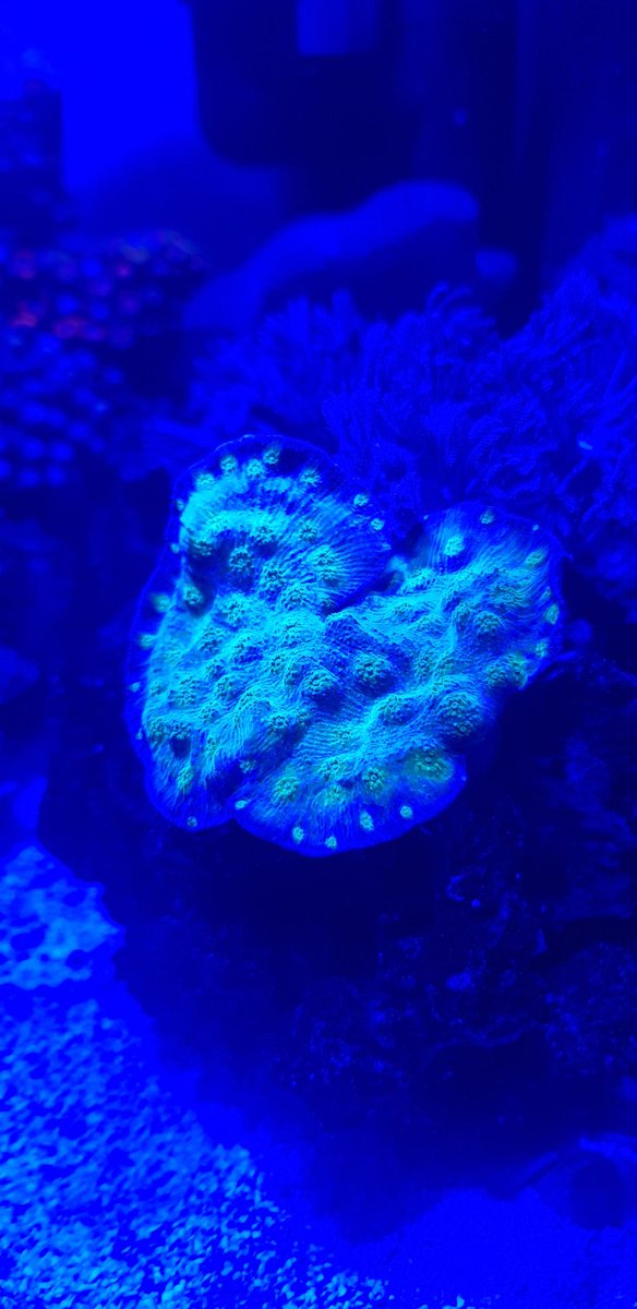 stutaylortweets's tweet image. First customer at my local fish store to get my hands on the redsea reefled 50! Love this light! #redsea #reefled #reeftank