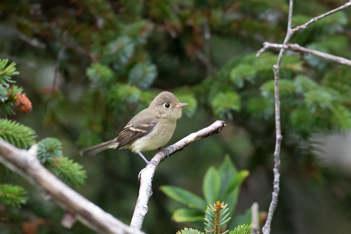 FintasticLily's tweet photo. What kind of flycatcher? Disagreements happening on #inaturalist... @Reynolds_JohnD @BStarzomski https://t.co/RiuhFA6AkT