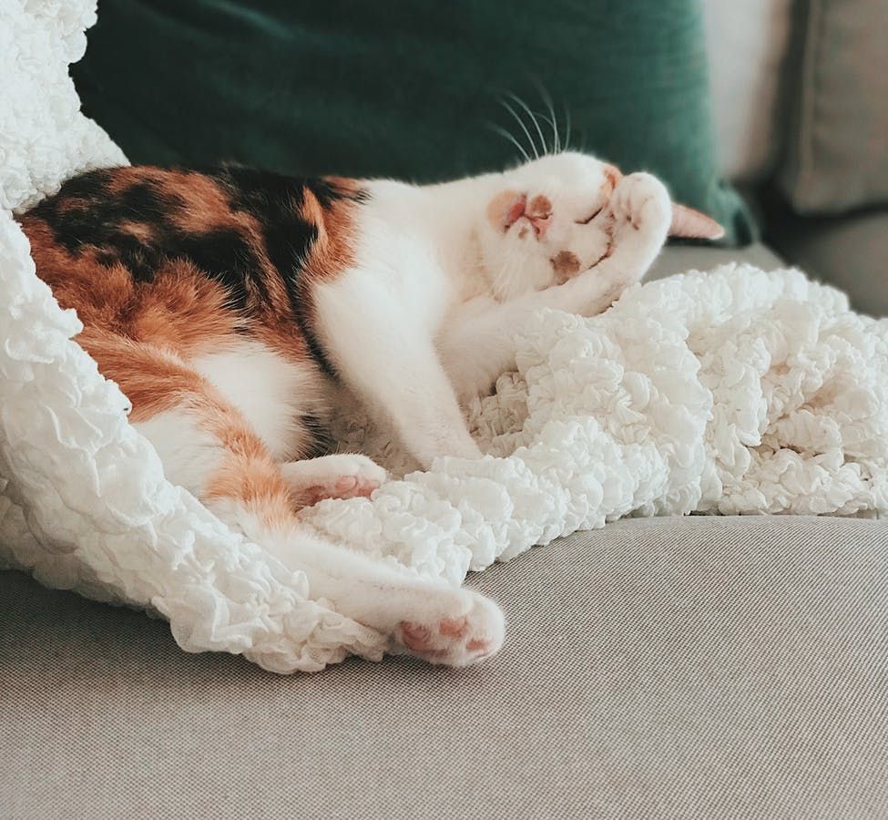 AltaStrand's tweet image. He loves to lounge around at @altastrand! He can relax; We're #petfriendly! 😍 🐾