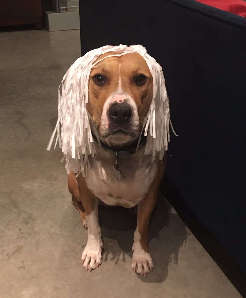 🐾🐾❤️ #nationaldogphotographyday