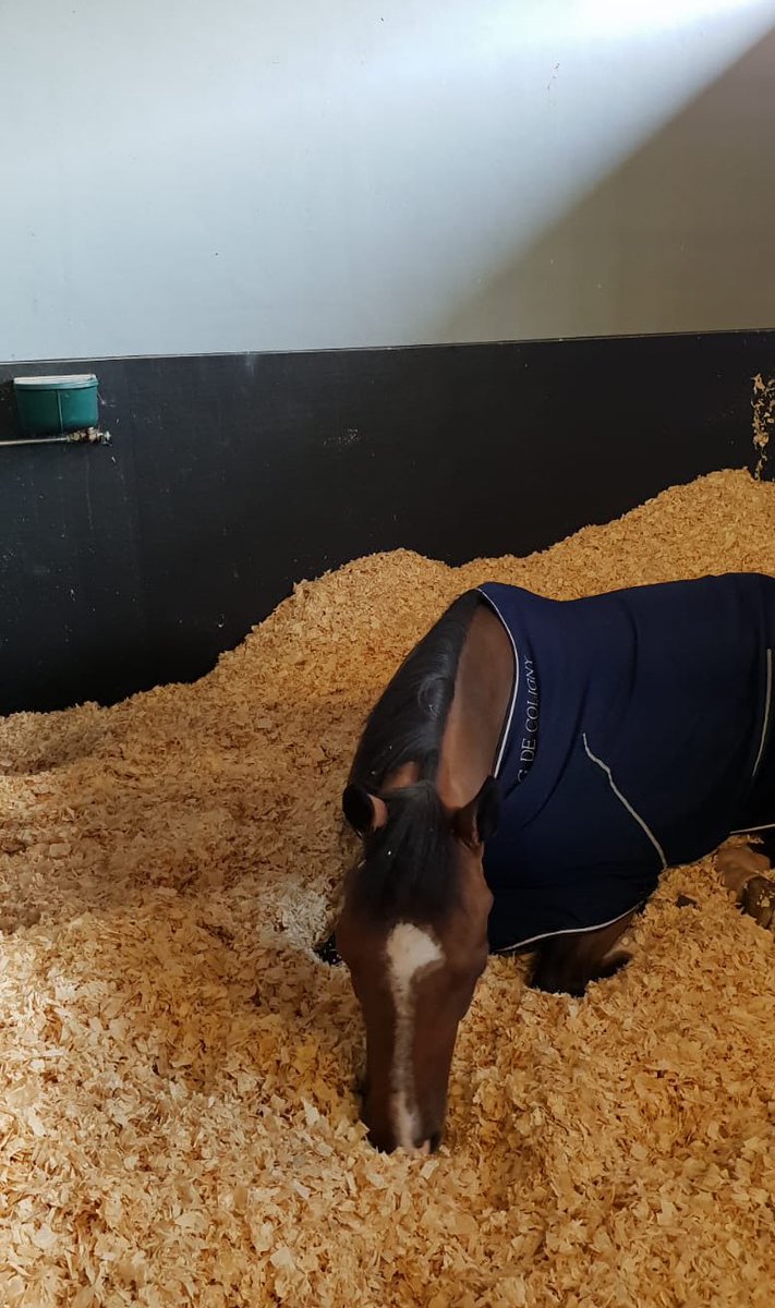 GeodeColigny's tweet image. Le repos du guerrier Raimondo après sa 7ème place aujourd’hui dans le GP 1.50m au 4* de Samorin !! 😍 @xbionicsphere