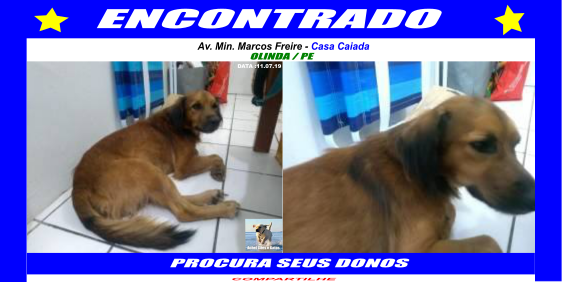 AcheiC's tweet photo. CÃO ( SRD - MARROM E PRETO ) FOI ENCONTRADO NA AV. MIN. MARCOS FREIRE, CASA CAIADA https://t.co/3RcC0jqYqU OLINDA PE - PROCURA SEUS DONOS
#Cachorro #CachorroPerdido #CachorroAchado #Adote #Adocao #Animais #AnimaisPerdidos #Recife #Olinda #CasaCaiada https://t.co/61JdZoLYrg