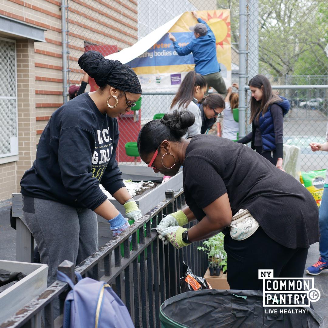 LiveHealthyNYCP's tweet photo. We can’t believe it’s been almost 3 months since our garden expansion at PS18X! Thank you to all of our amazing volunteers and staff who helped build garden beds and planted tons of seedlings. #schoolgarden #volunteers #farmtoschool  #healthyschools #foodscape #southbronx https://t.co/RaxLhcOXqz