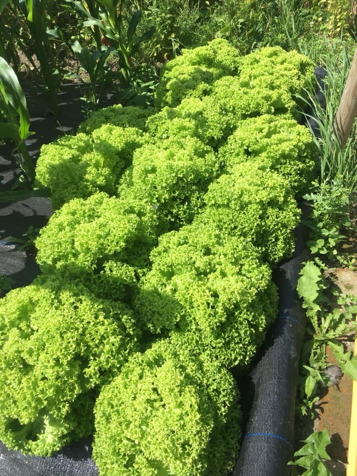 SuperNaturalU's tweet image. What you buy and from who really does matter - let&apos;s make create #sustainable #ecocommerce with our choices an everyday election of the world we want - this delicious produce is health n goodness not poison for profit, grown by small people employing people not gadgets n apps