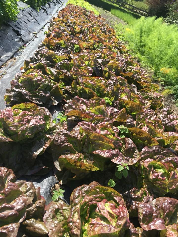 SuperNaturalU's tweet image. What you buy and from who really does matter - let&apos;s make create #sustainable #ecocommerce with our choices an everyday election of the world we want - this delicious produce is health n goodness not poison for profit, grown by small people employing people not gadgets n apps