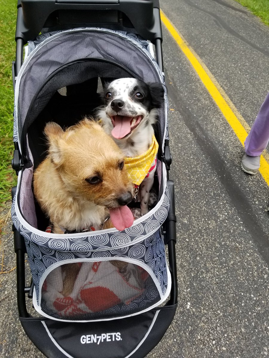 ekoLee's tweet photo. We got the doggos a stroller. Was it necessary? Absolutely...fuckin'...YES! #mydoghateswalks #lazyasl #imtiredofcarryingtheirass https://t.co/hqKw5Ttba8
