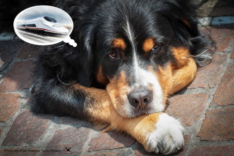 PerrosdBusqueda's tweet photo. ¿Cuándo van a cambiar en @Renfe la medida arcaica de no admitir perros de más de 10 kg en sus trenes de larga distancia? ¿Podemos ir en avión pero no en tren?
En otros países de Europa tienen soluciones. ¡No es complicado! https://t.co/vdY0TEu65s