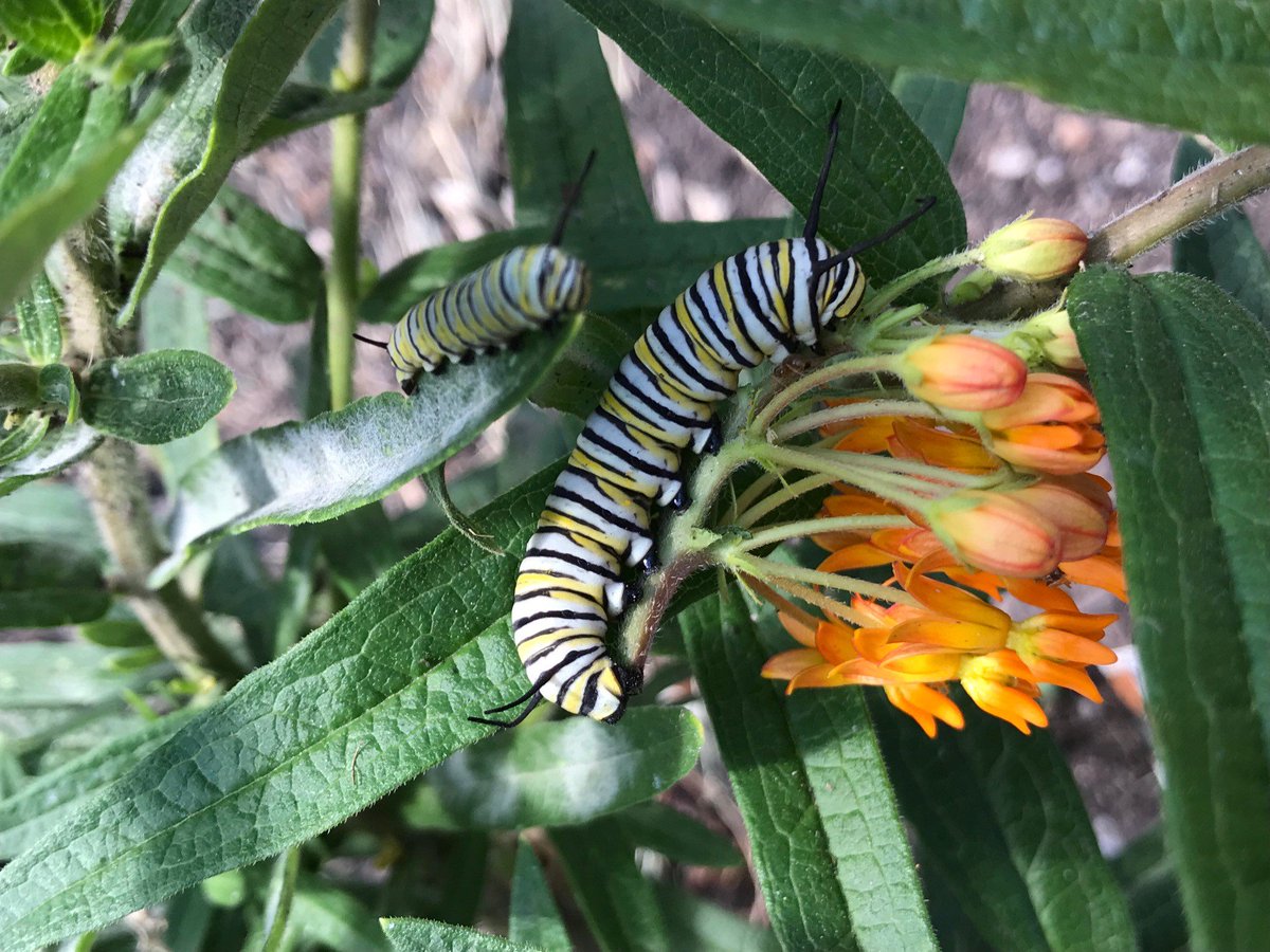 LDCHEALTH's tweet image. Environmental Health Specialist @TinaKatF wrote this awesome piece about the wide-ranging environmental and health benefits of a workplace garden and recapping all the hard work so far from the Health Department&apos;s Garden Committee. #HealthForAll 

bit.ly/Garden-LDCHD