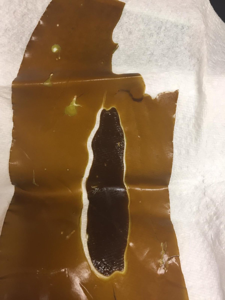 giantkelpbreed's tweet photo. We’re all about #giantkelp, but we’ve also had the opportunity to work on #bullkelp. Releasing those spores, germinating those gametophytes to add to our germplasm collection. https://t.co/RFs4qzA9F7
