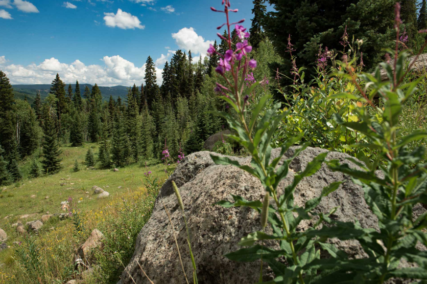TroutUnlimited's tweet photo. TU urges @RepTipton to make his REC Act better by protecting the best of Colorado and improving angler access. https://t.co/epxKD2G4so #ThompsonDivide https://t.co/9F8ScOeabc